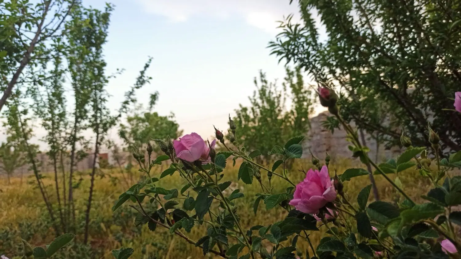 زمین فروشی شاهنامه ۸۰_۶