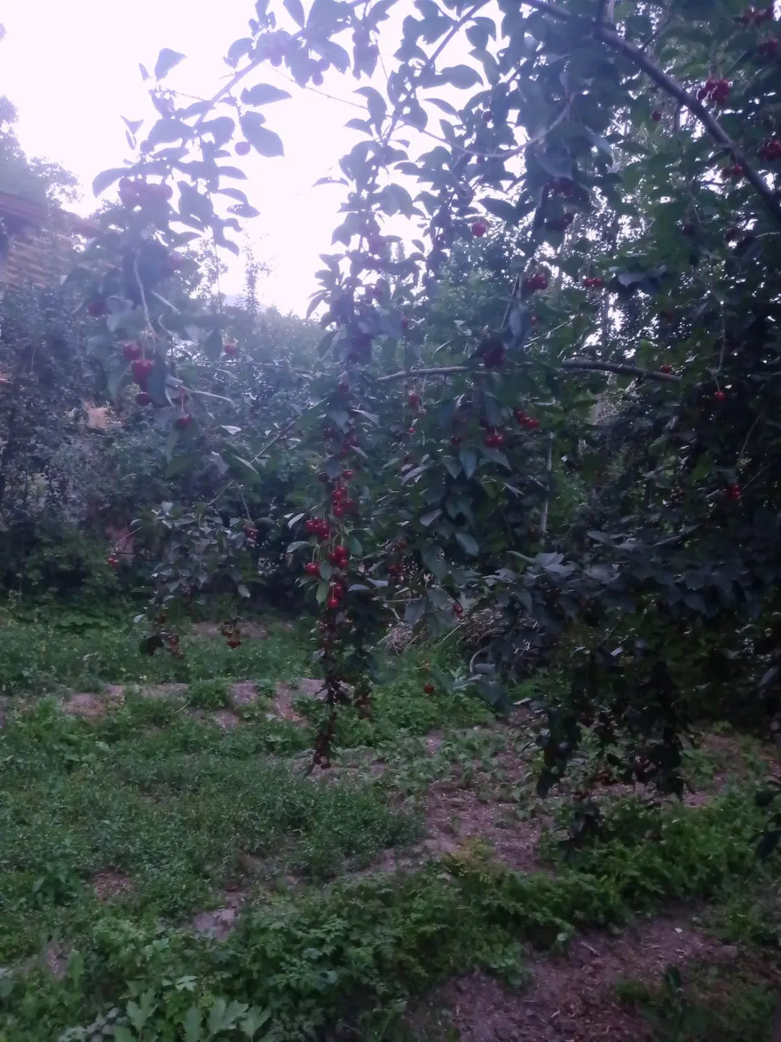 فروش زمین سیصد متری
