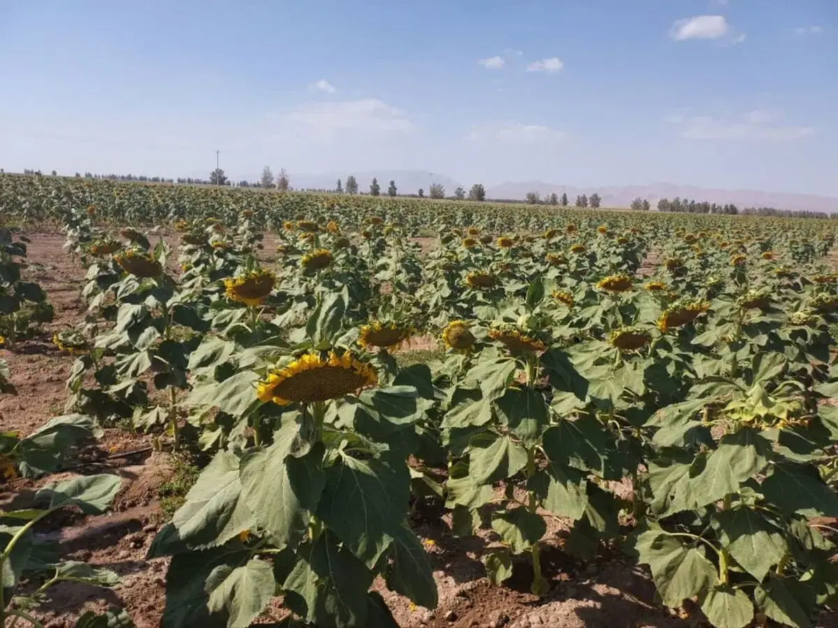 زمین کشاورزی