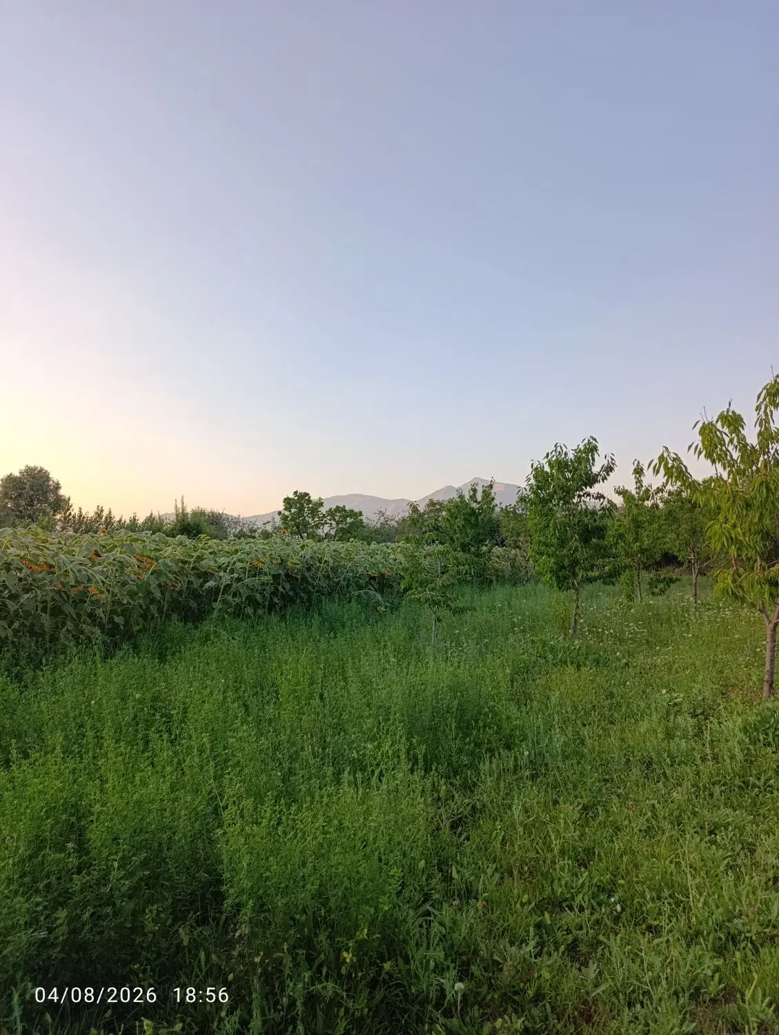 آجار برای گوسفند