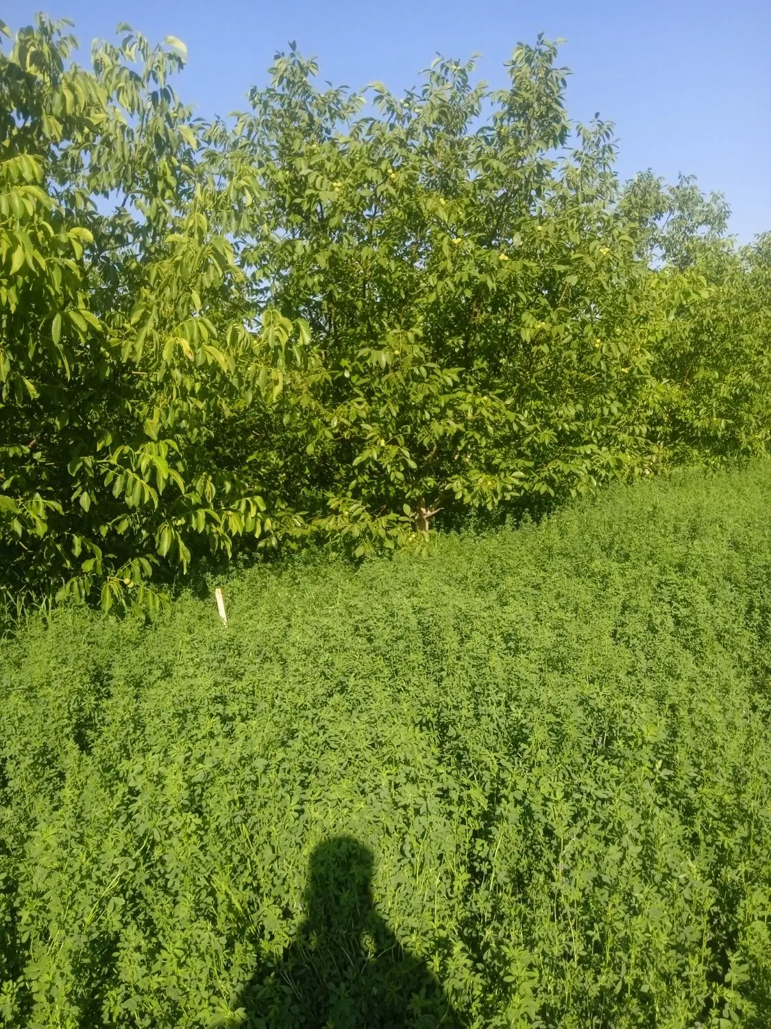 باغچه گردو