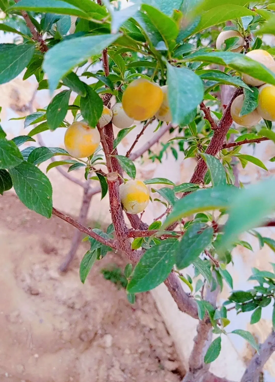 ۲۱۰ متر باغچه