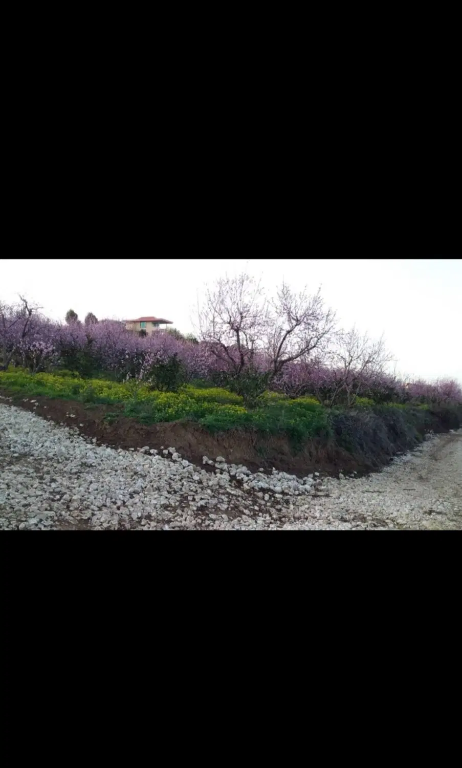 فروش باغ ۵۸۵ متری در روستای لالیم