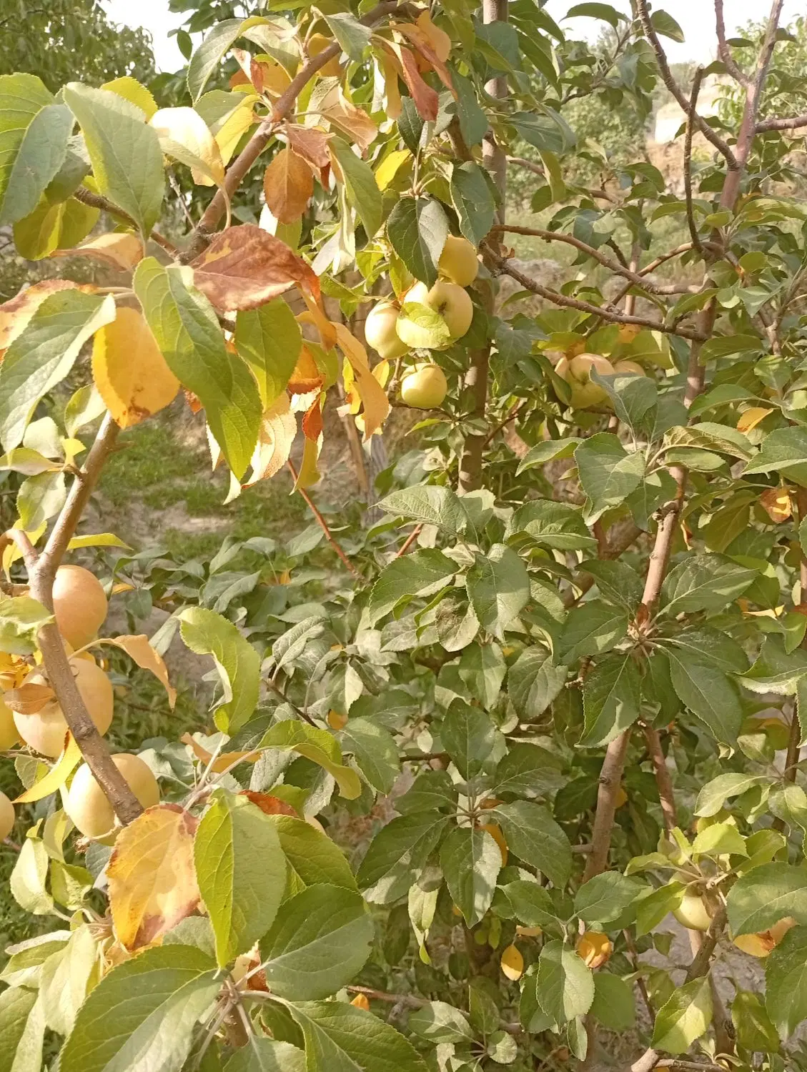 باغ میوه