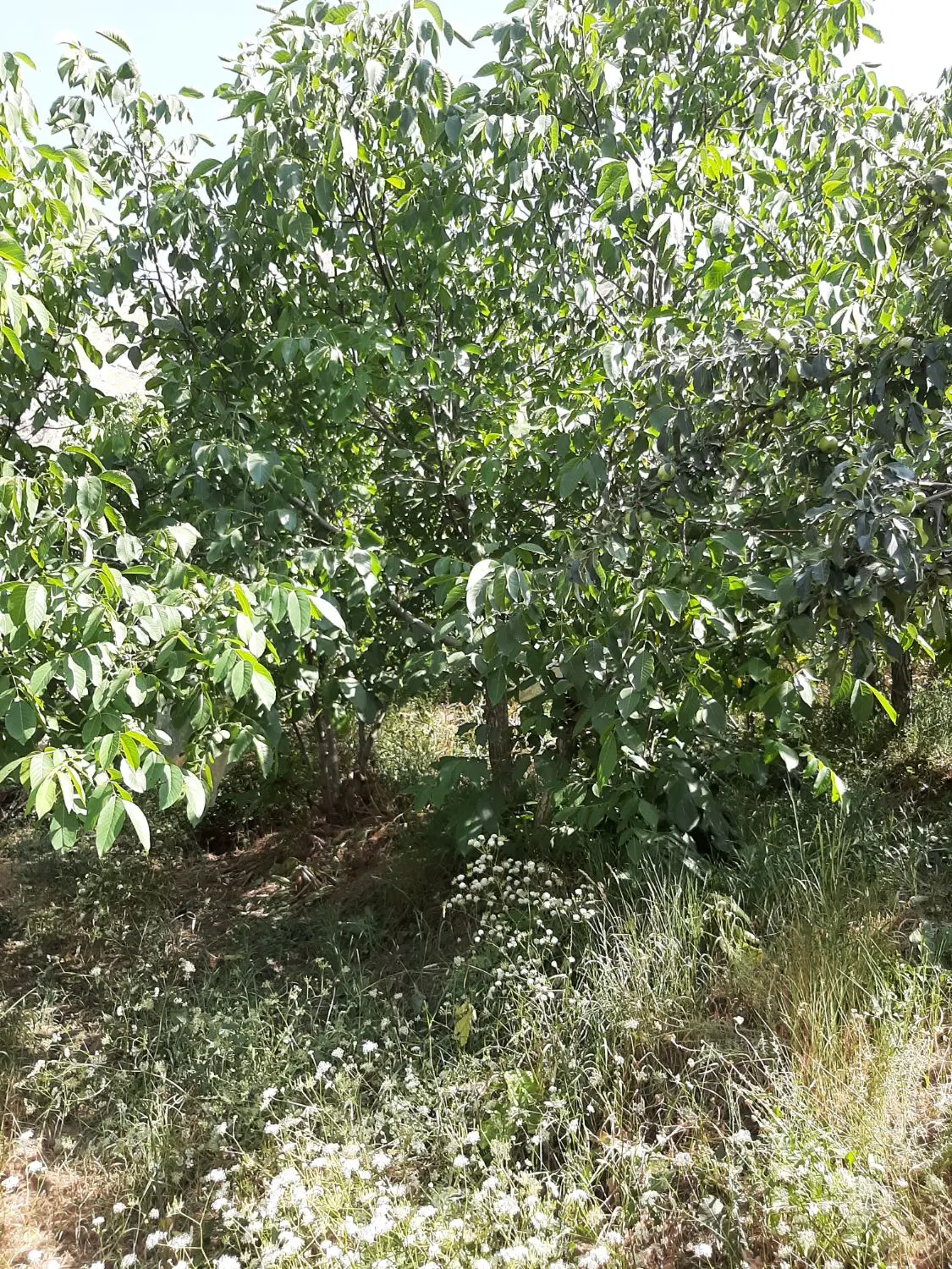 باغ جاده چالوس
