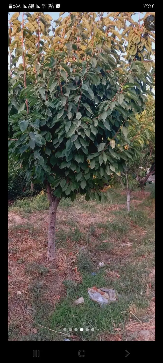باغ ۱۱۰۰ متری