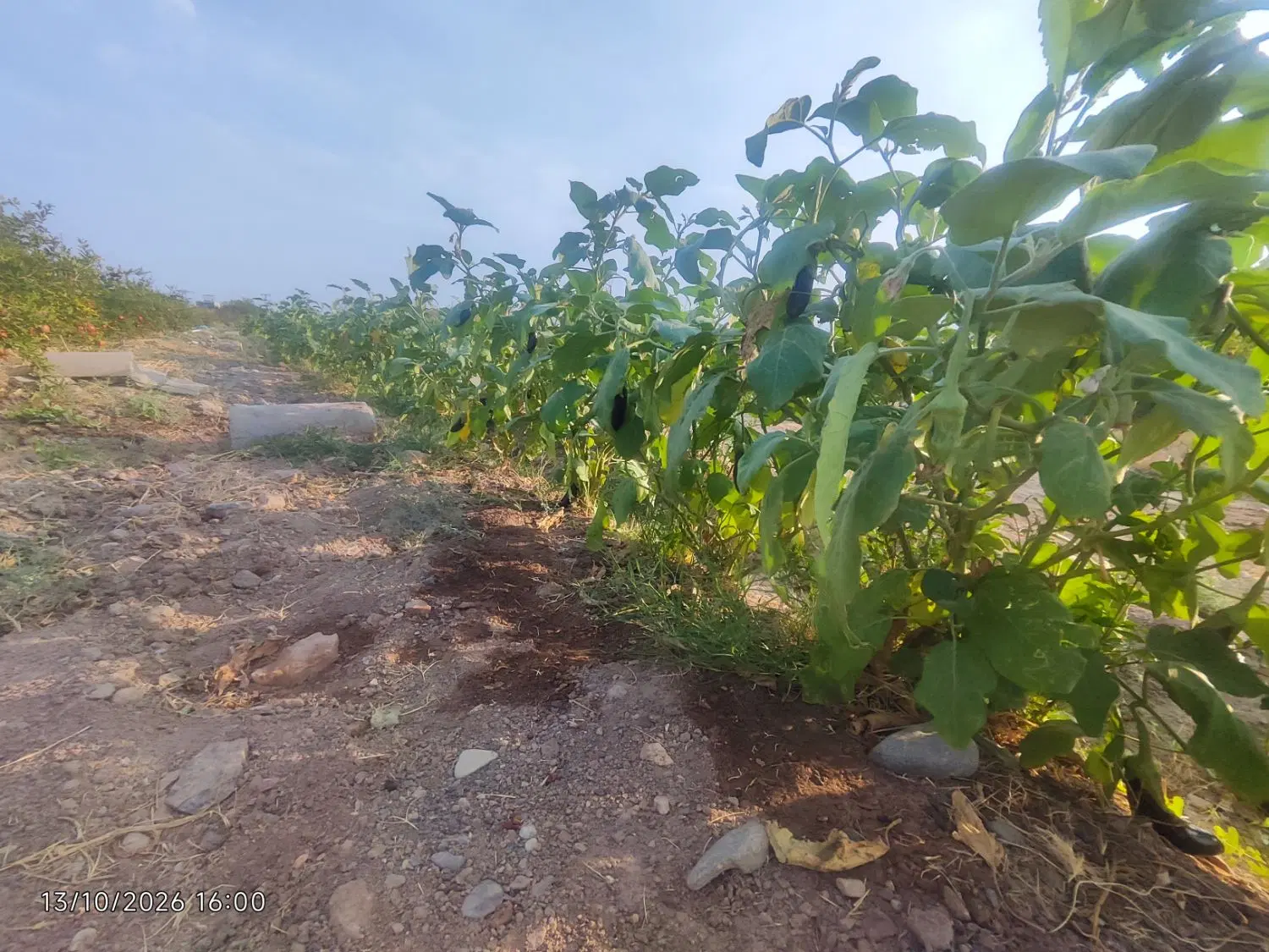 باغ انار درجه یک