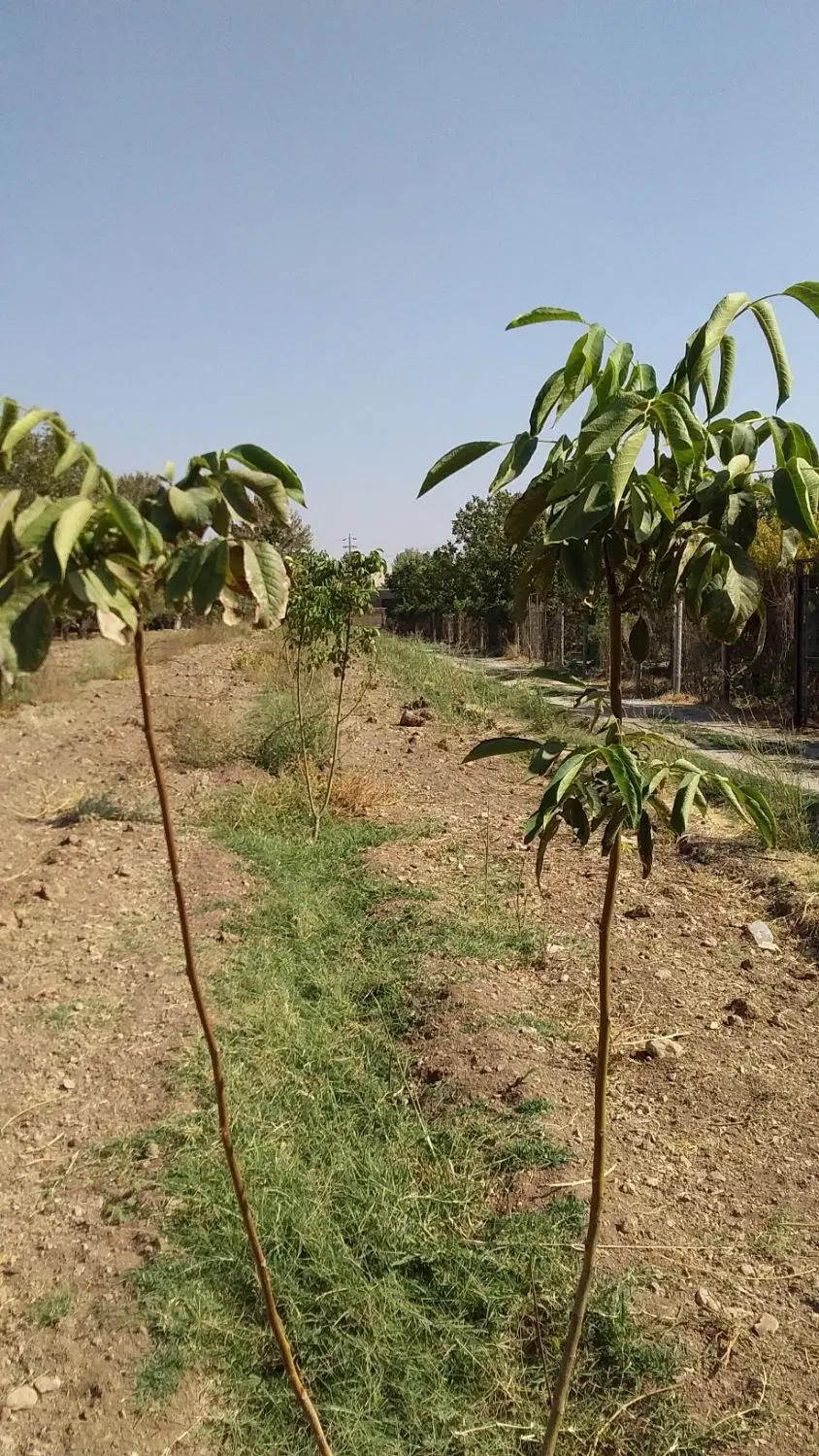 فروش باغ گردو