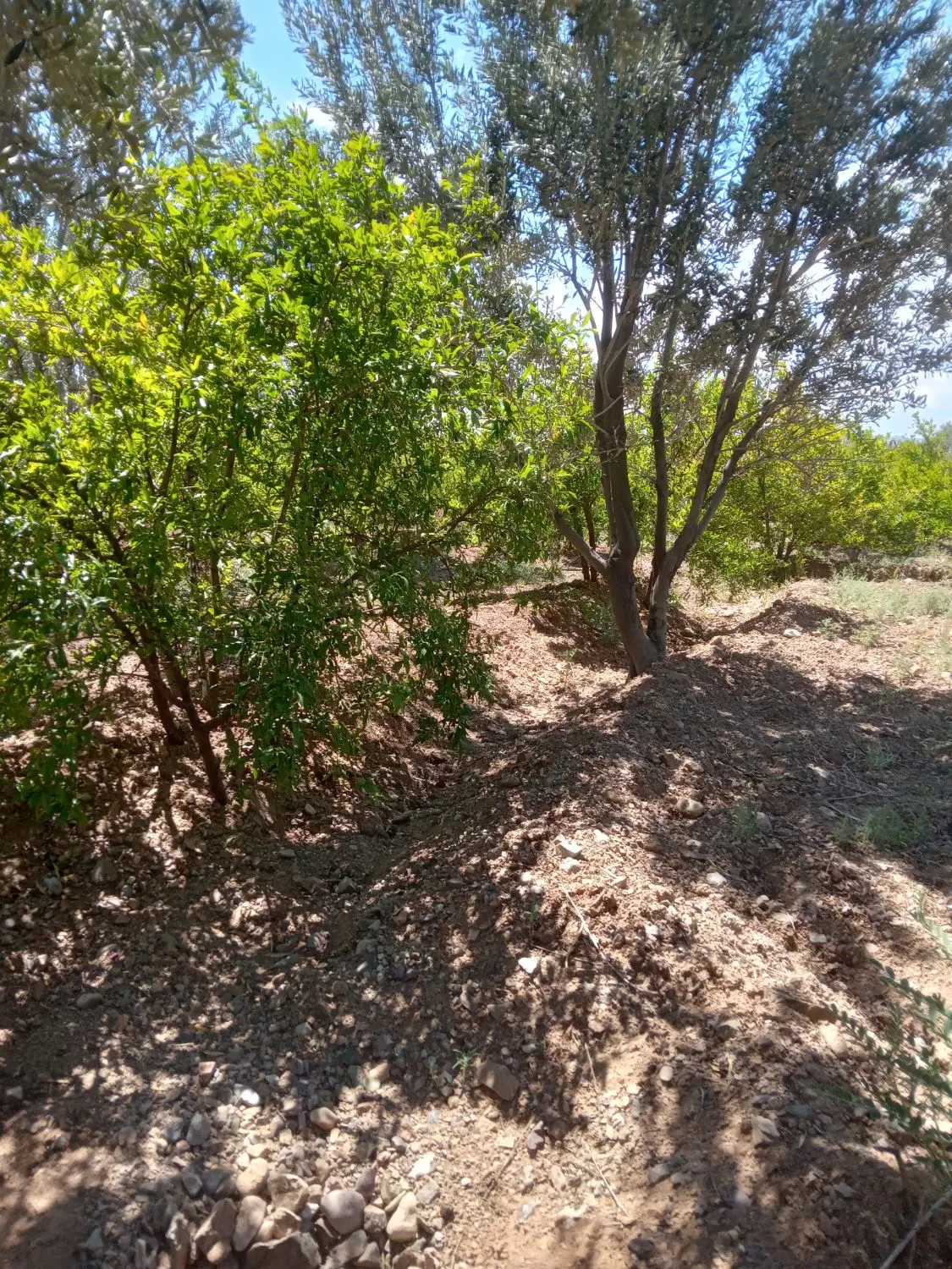 باغ مناسب ویلا سازی