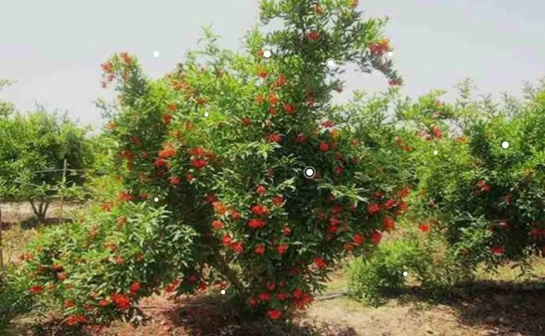 فروش باغ