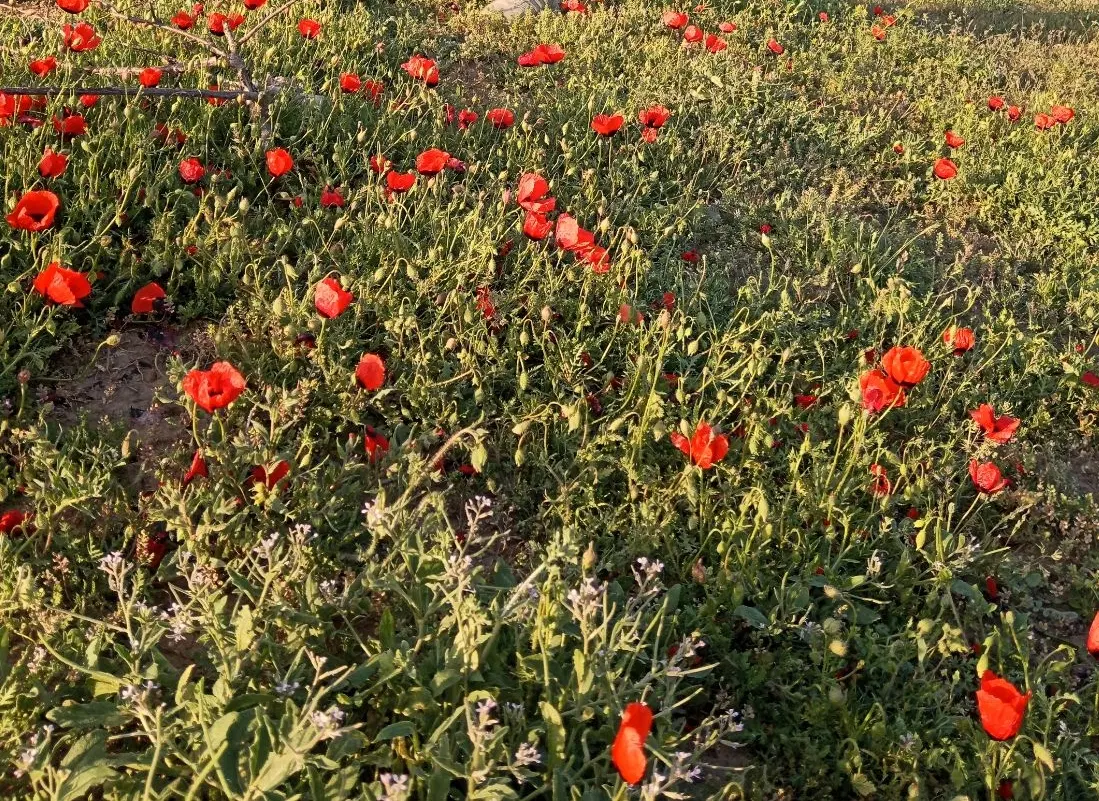 فروش زمین کشاورزی و مسکونی