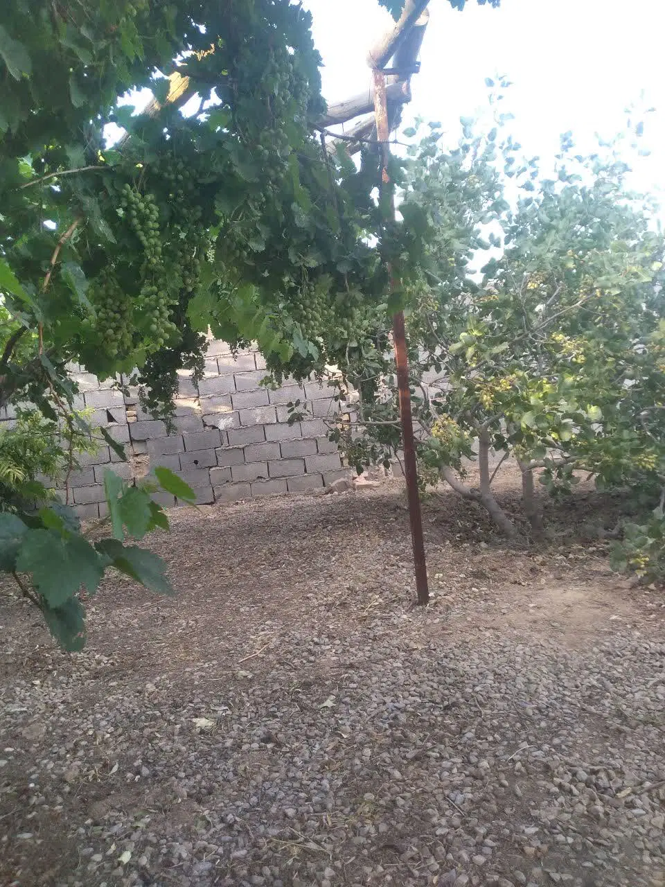 باغ باغچه