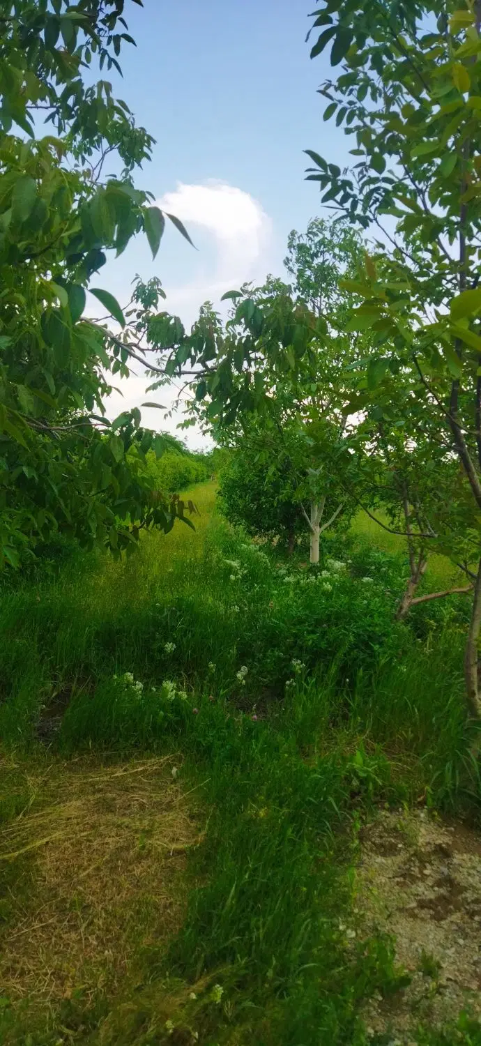 باغچه الوان وباغ انگور