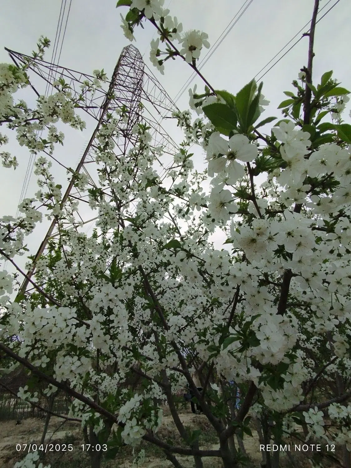 باغ چهار دیواری شده