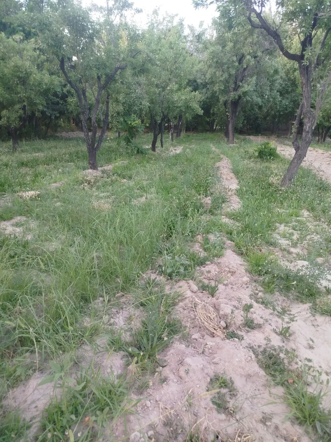 زمین کشاورزی مناسب ویلا سازی