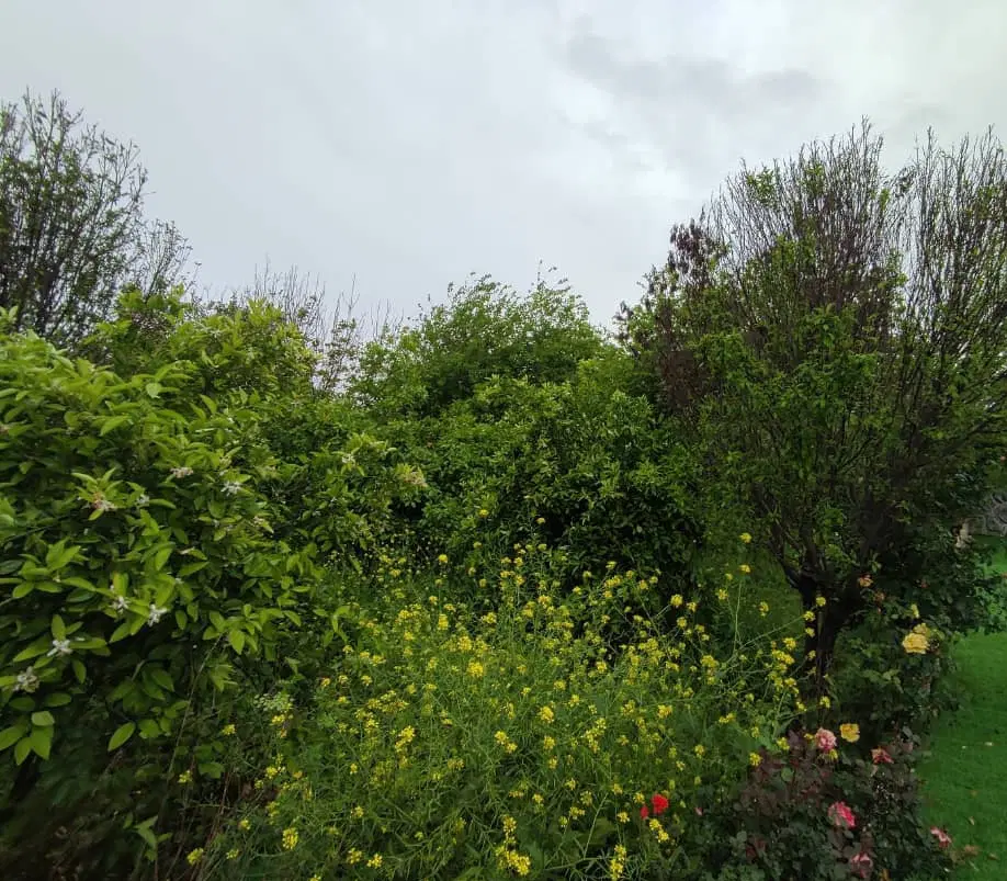 فروش ۱۵۰۰ باغچه خام شمس آباد