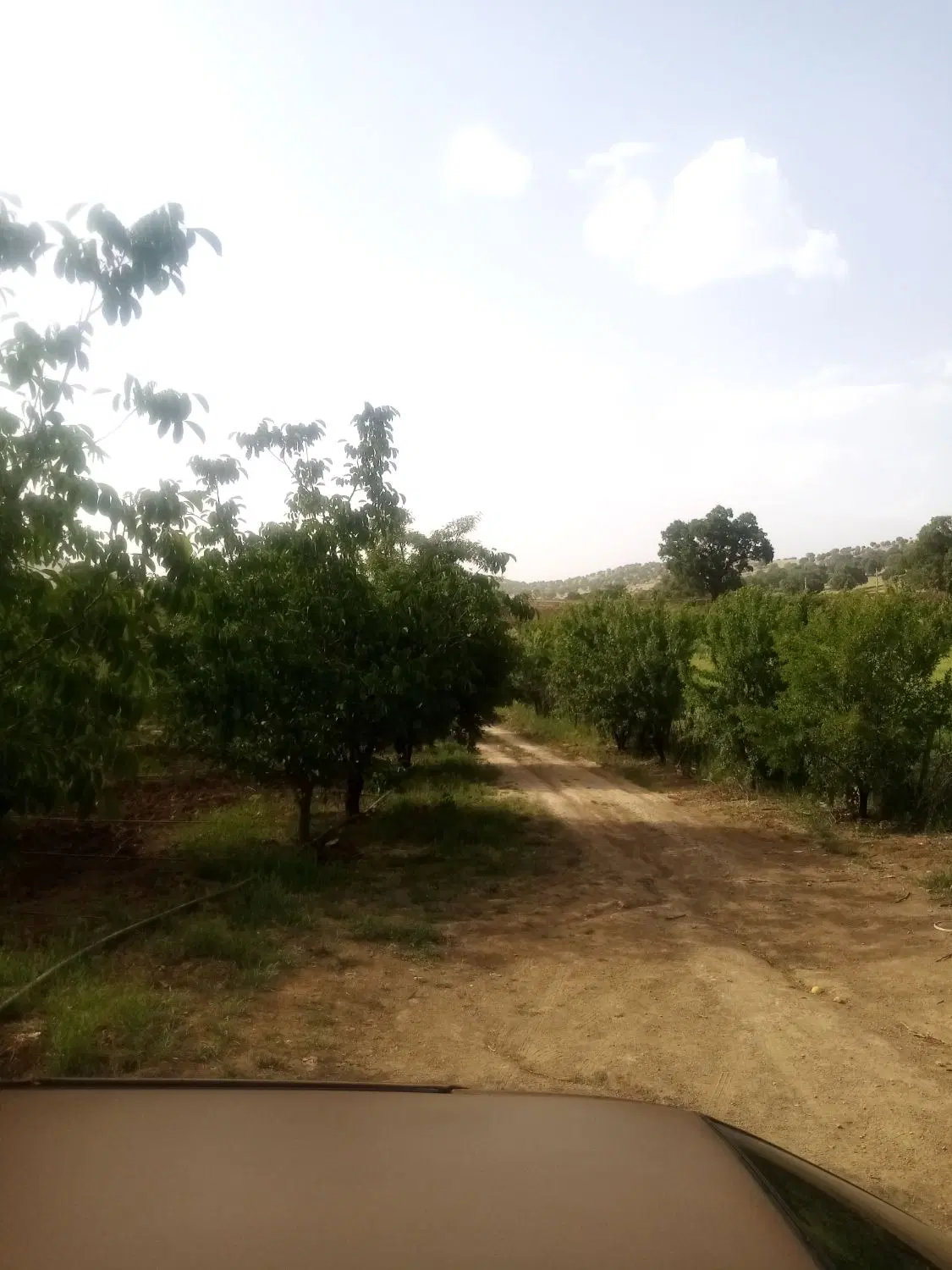 باغ فیروزاباد