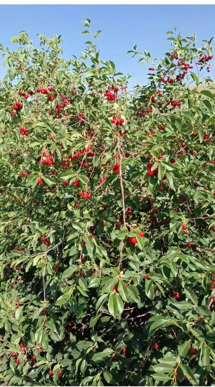 باغ 1200متری بحر جاده حیدره