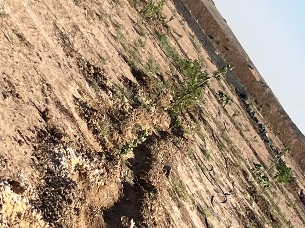 زمین باغ