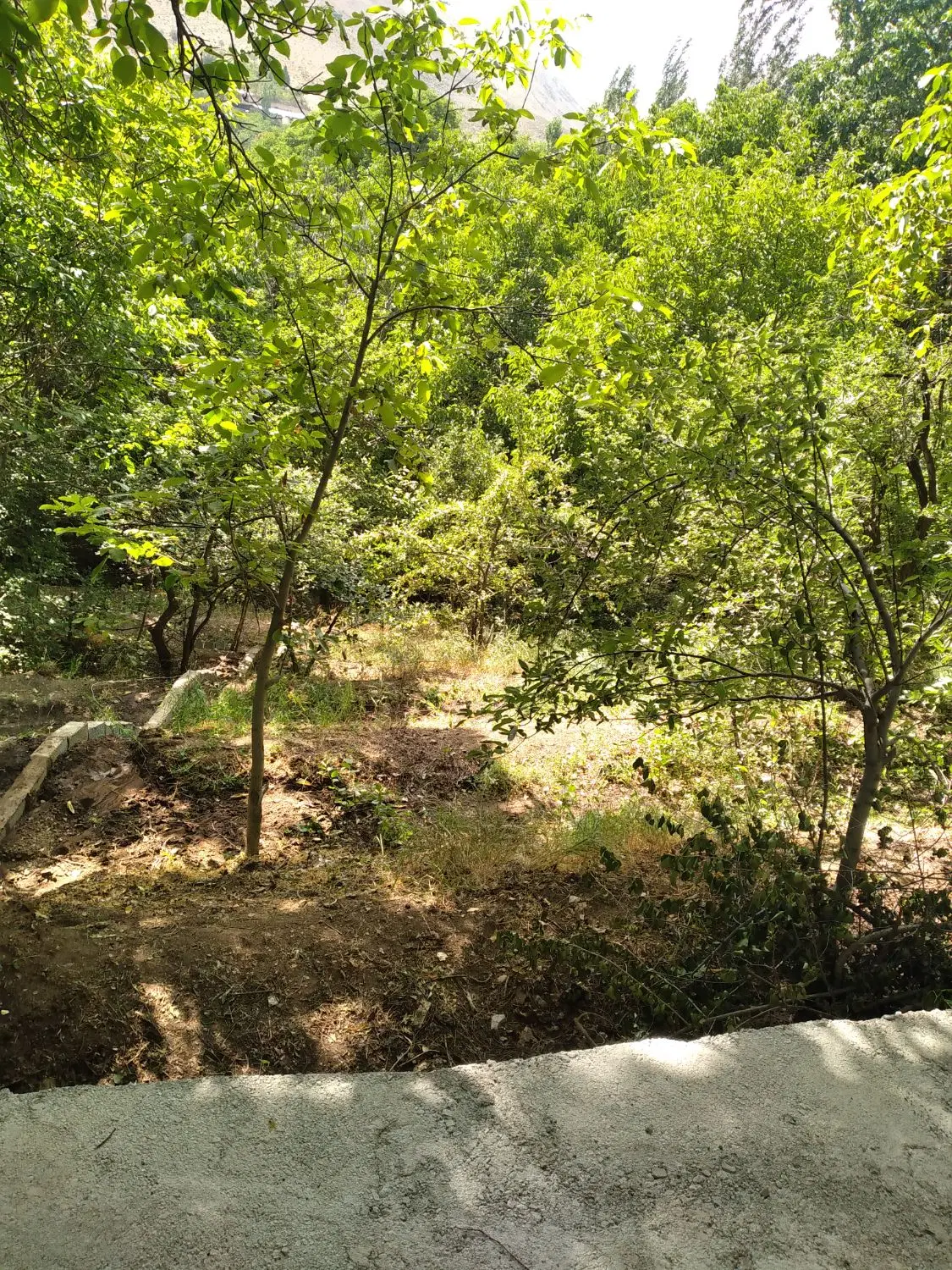لواسان کوچک برگجهان