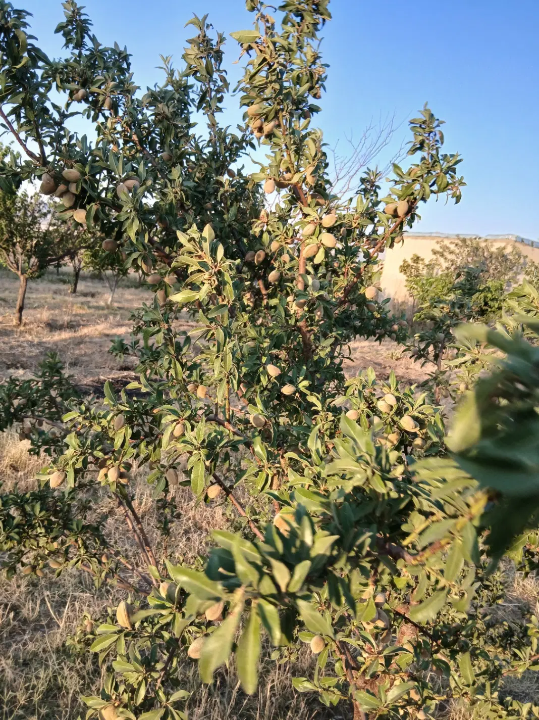 یک قطعه باغ