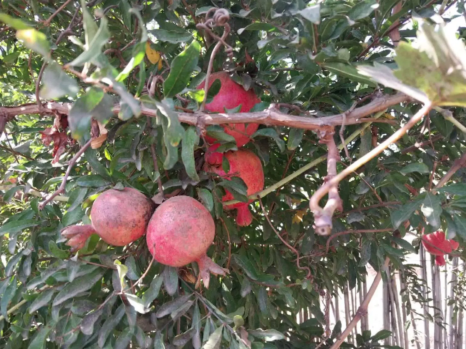 فروش باغ