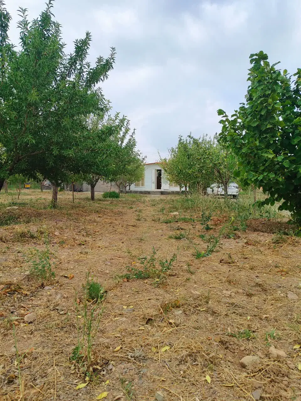 فروش باغ در روستای دیزج ۵ کیلومتری زنجان