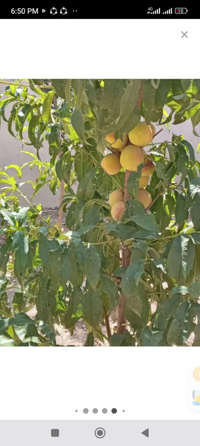 ویلا فروشی(کمیجان-خمارباغی)