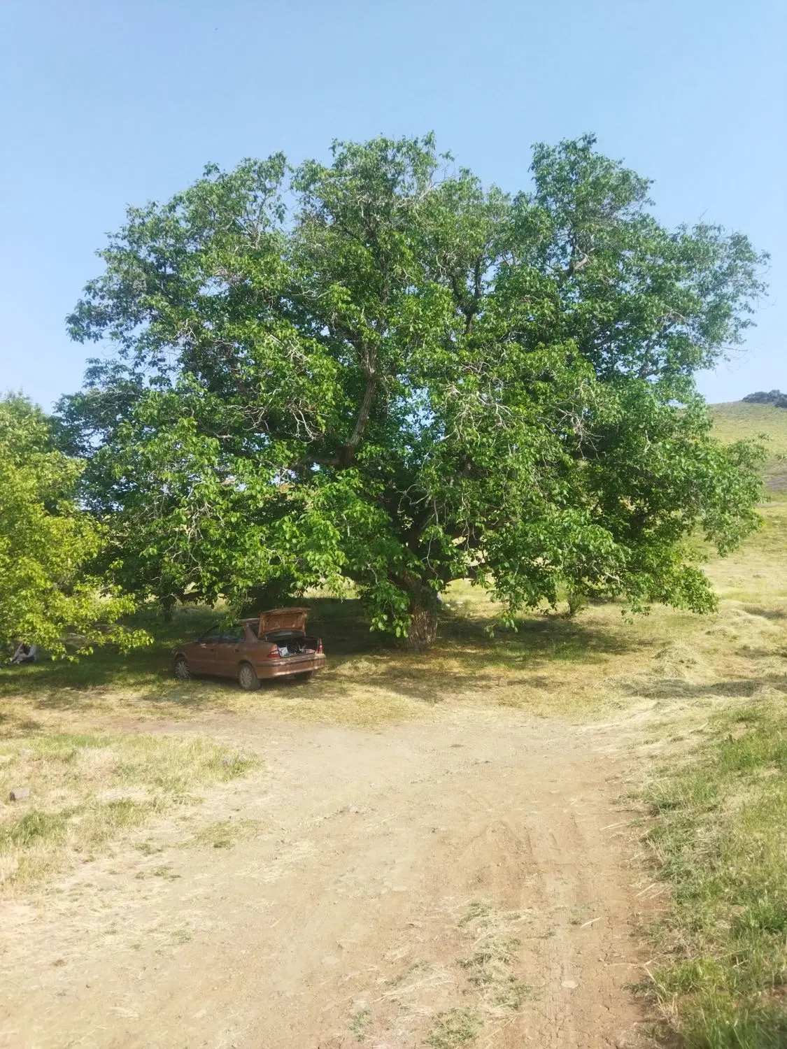 یک.قطعه باغچه