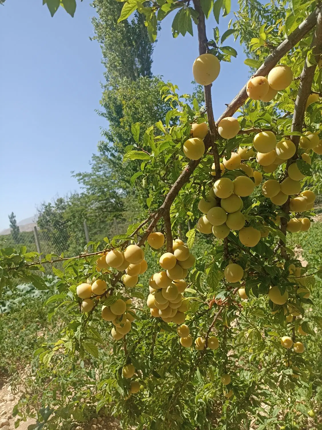 باغ میوه