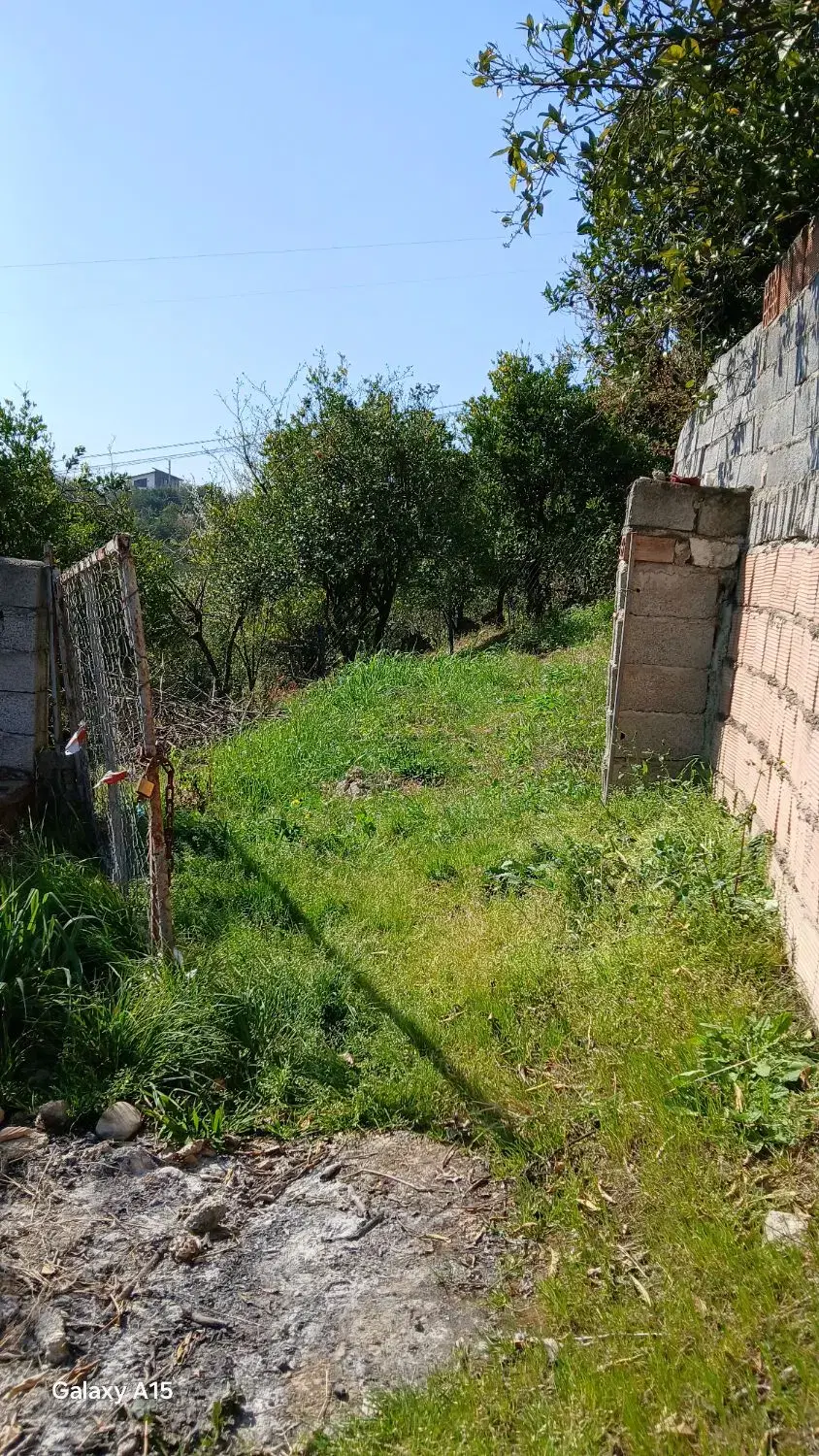 زمین باغ مرکبات ۱۸ساله شهرودکلا