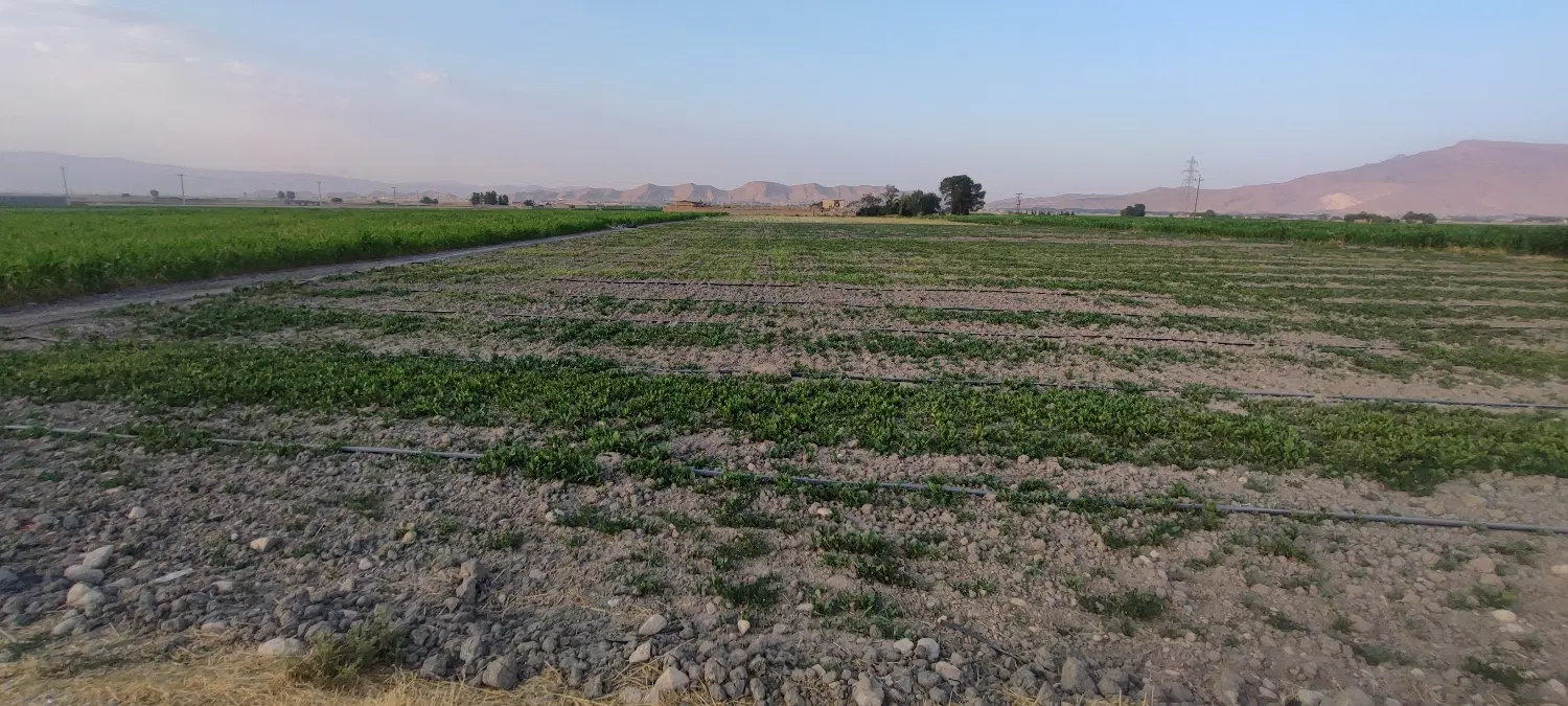 فروش زمین یک هکتاری