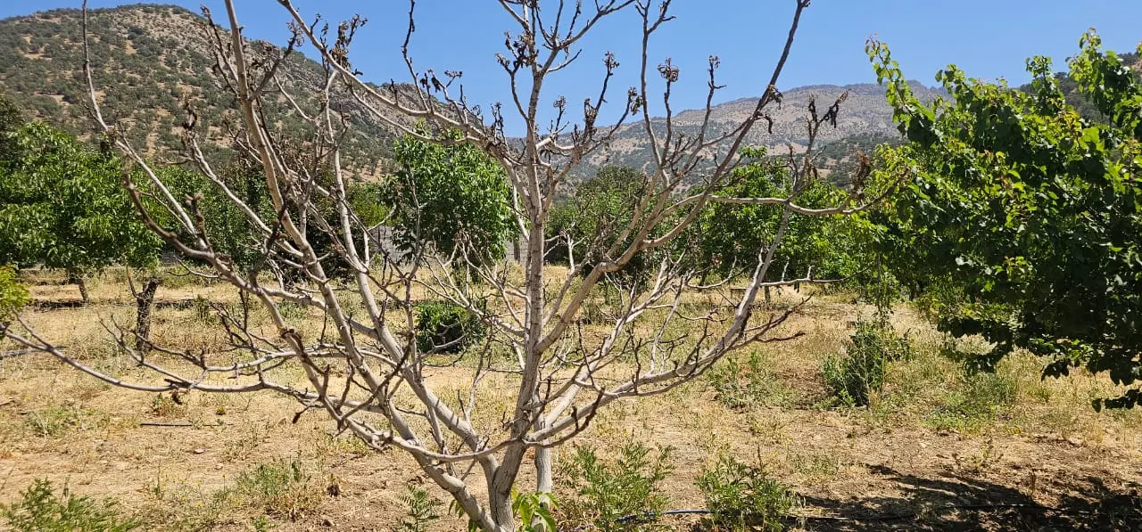 زمین مسکونی