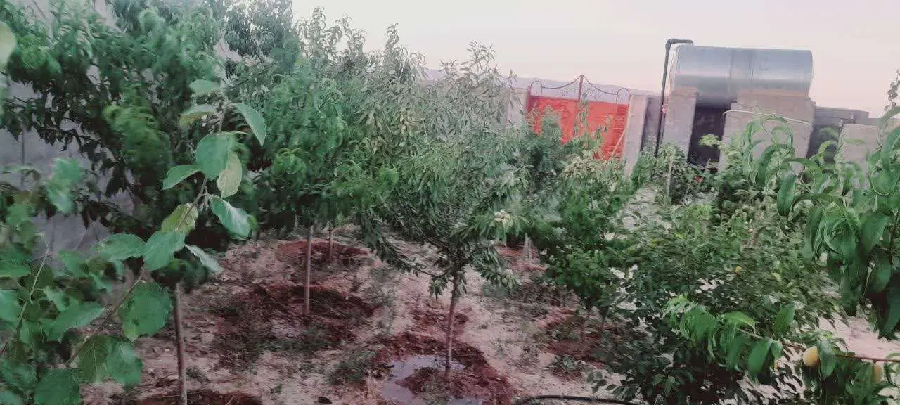 فروش باغ