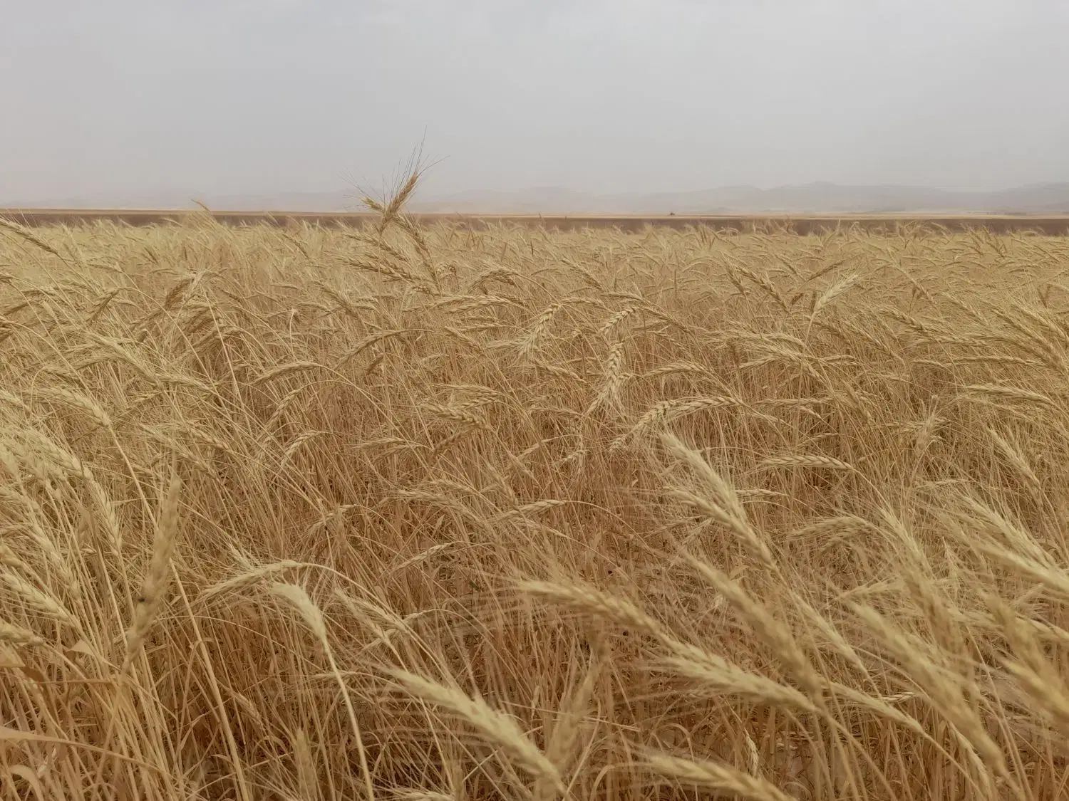 زمین دیم ۱۰ هکتار