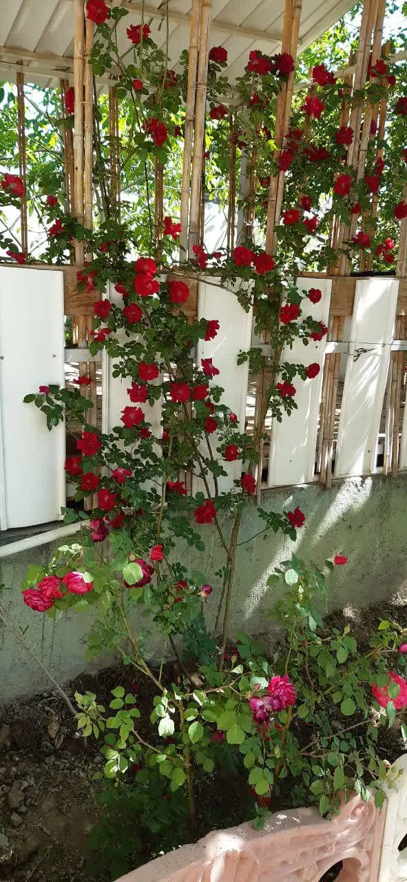 خونه باغ بسیار زیبا
