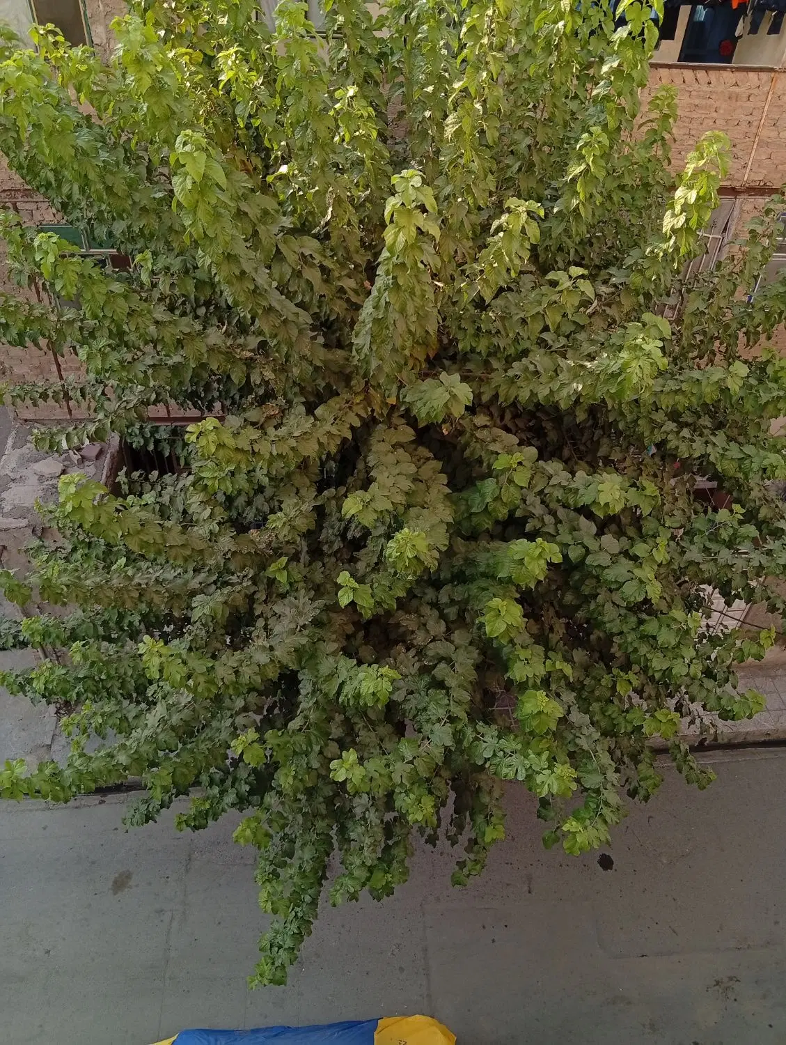 خانه دلباز ۸۶ متری