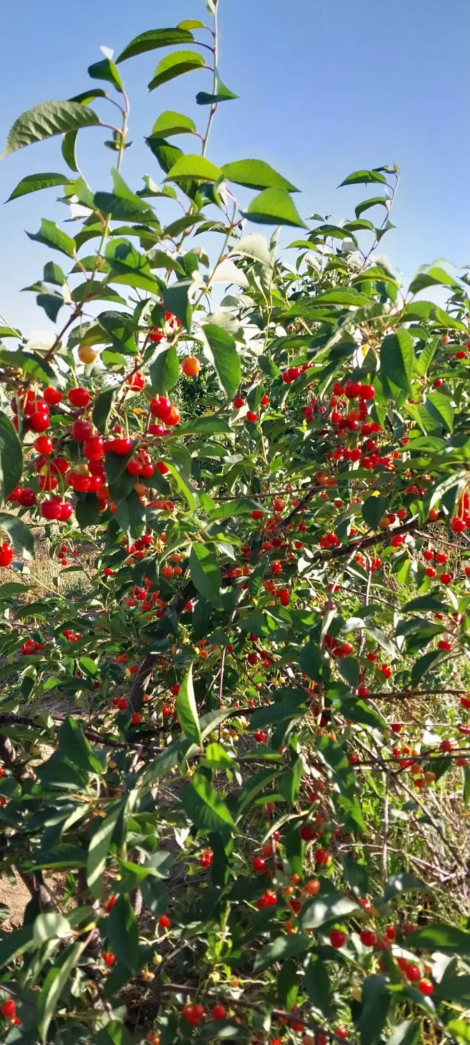 فروش باغچه ۱۰۰۰متری سنددار