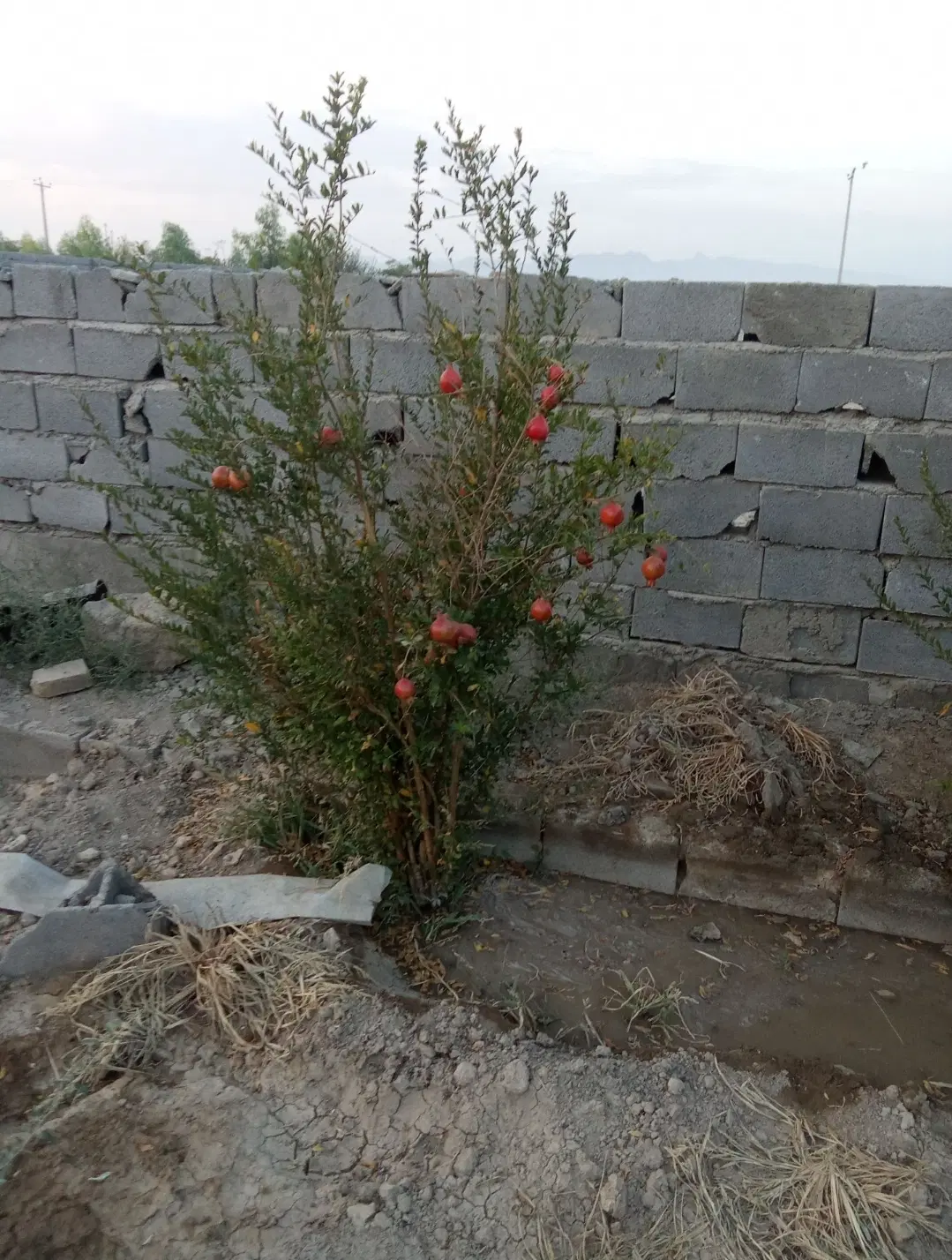 باغ ۴۰۰ متری چهاردیواری با درخت منشیان حسین اباد