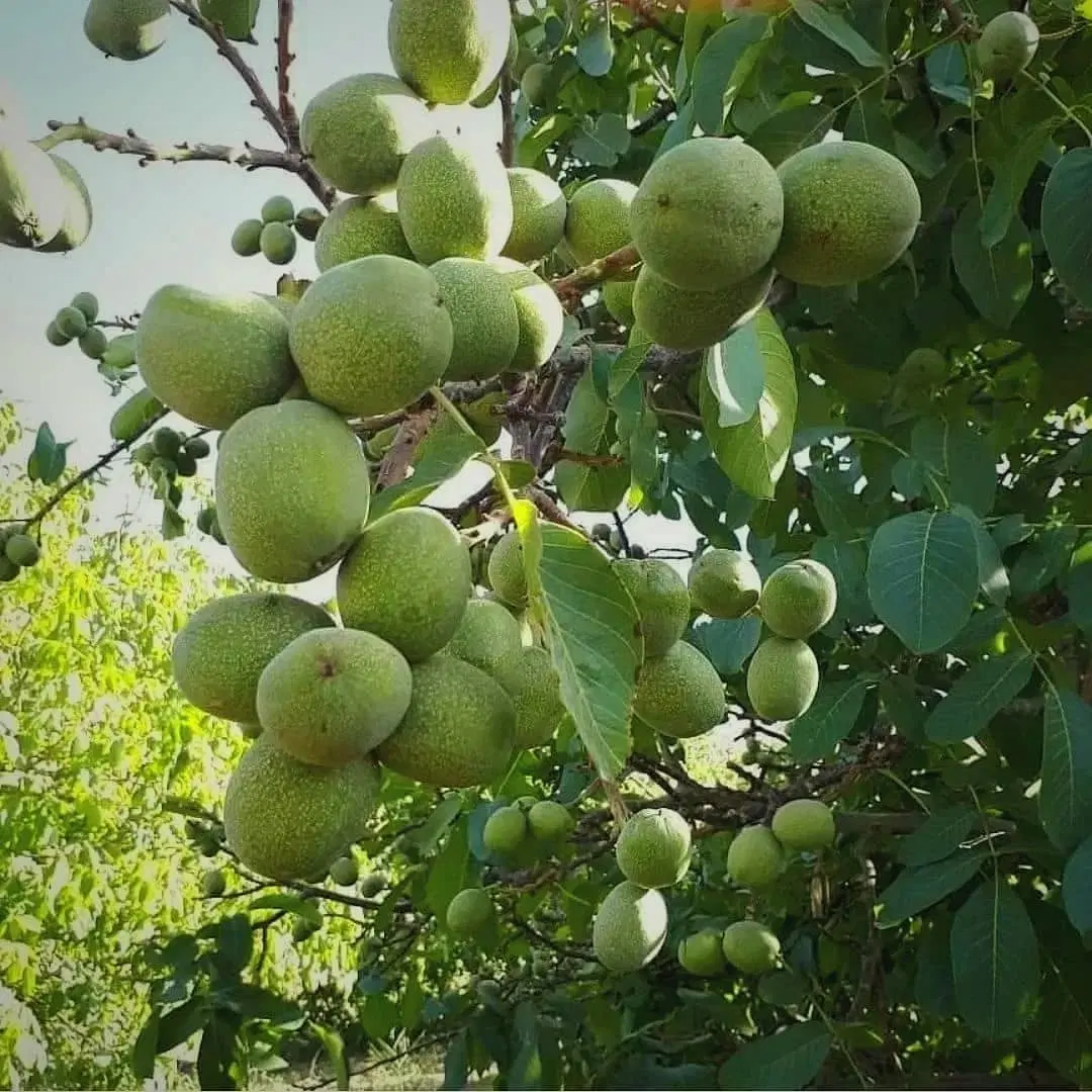 خانه باغ مویجین