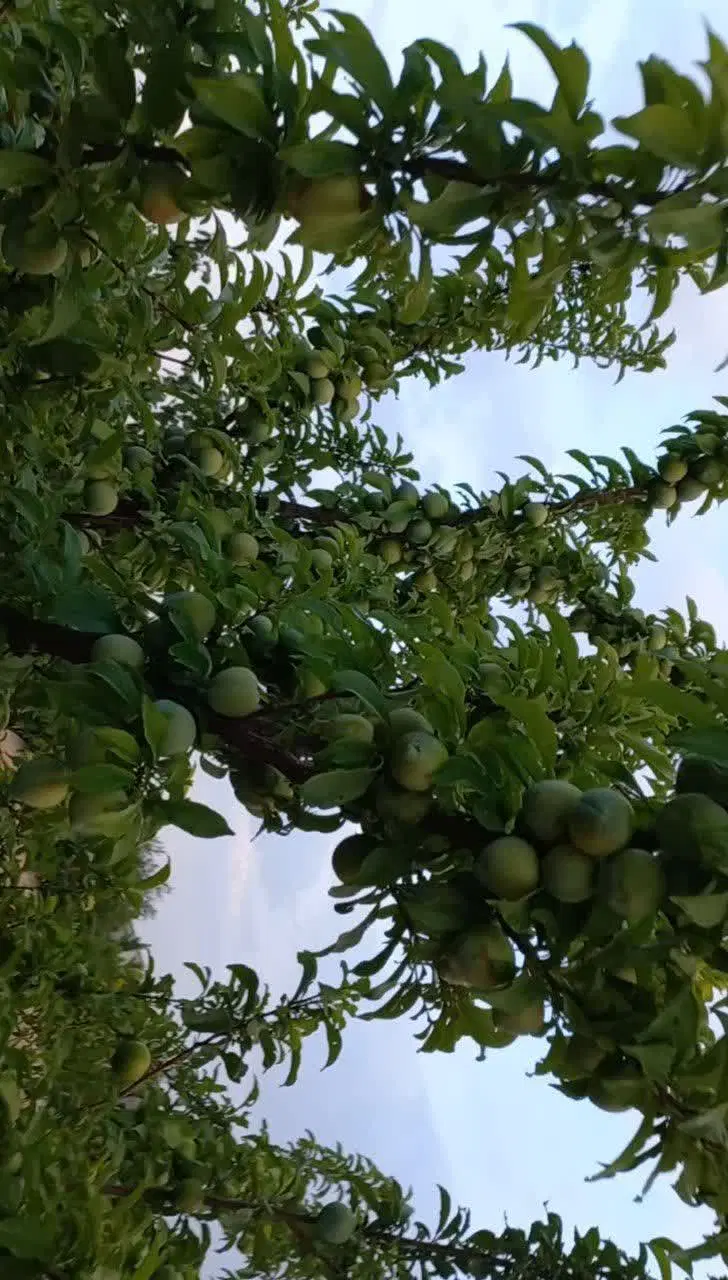 باغشهرساوالان ۶۰۰ متر