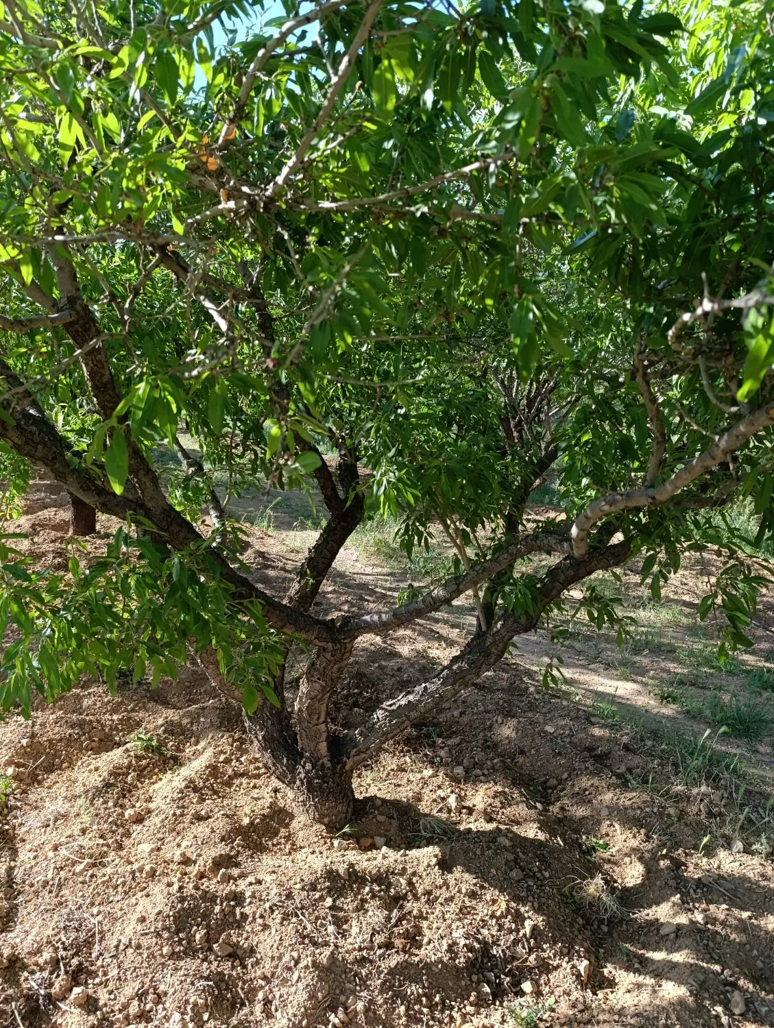 زمین بادام شوراب صغیر