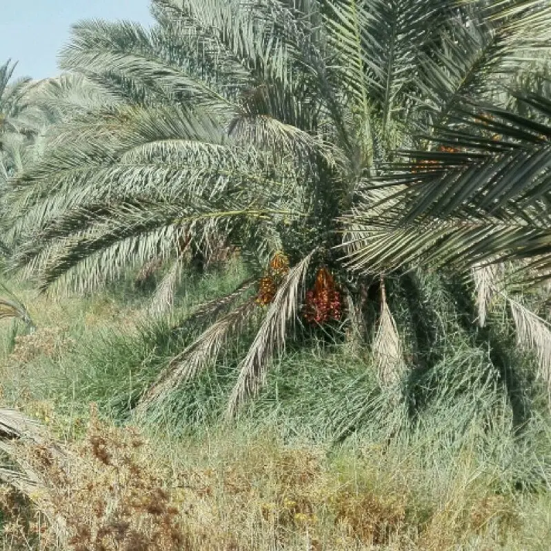 زمین مسکونی