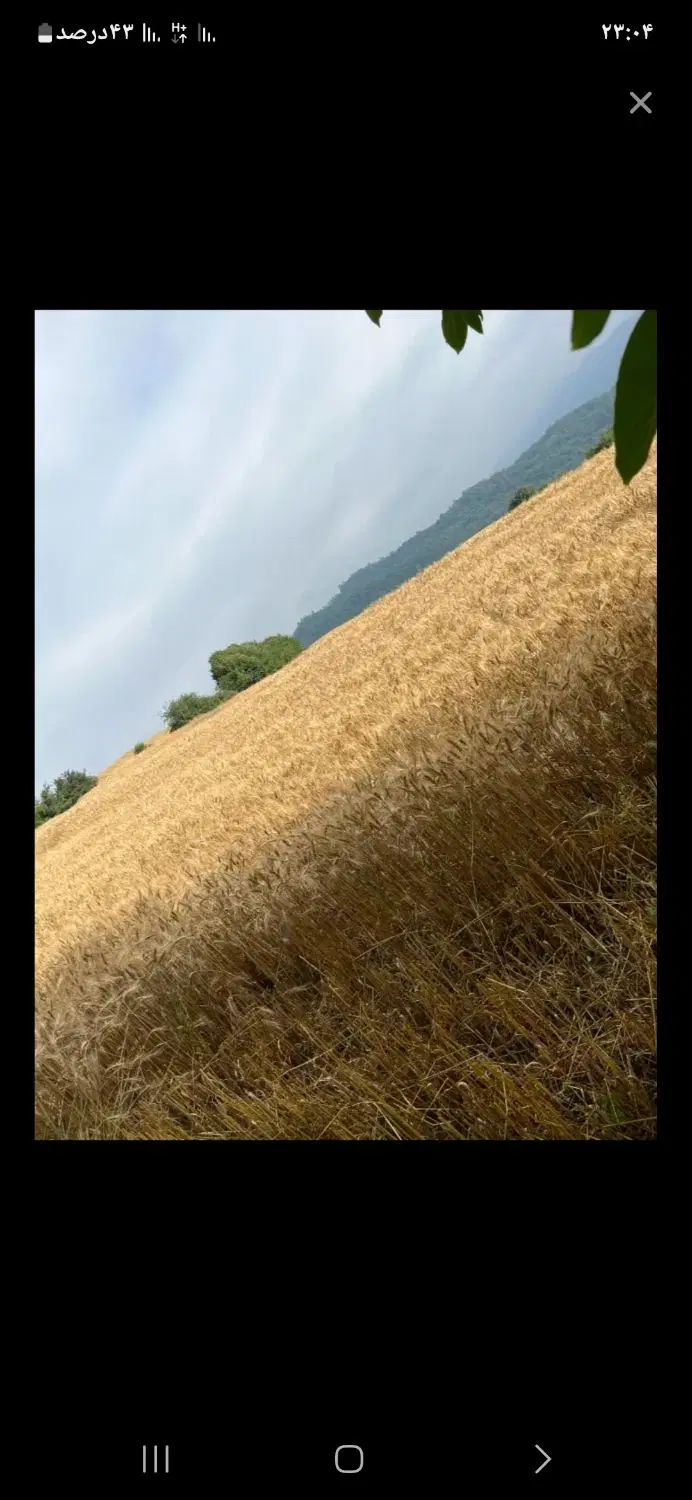 زمین کشاورزی