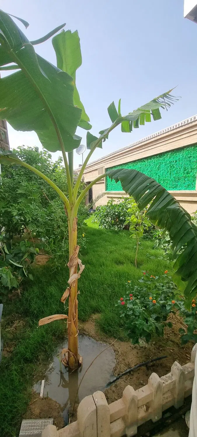 فروش ویلا باغ لاکچری  در اهواز
