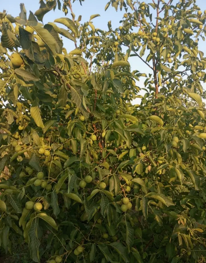 باغ بادام و گردو