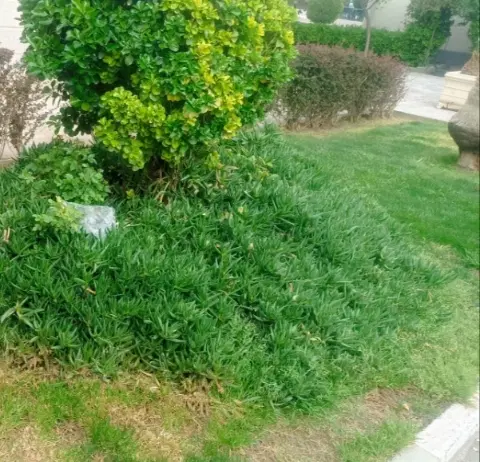 ۵۰۰متر زمین باغ باغچه