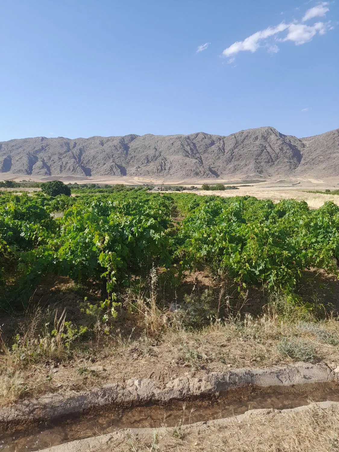 زمین باغچه ای
