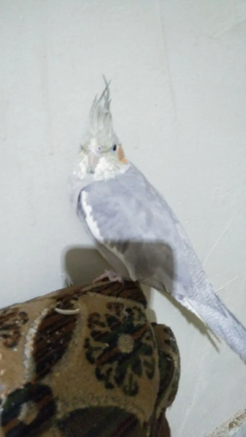 فروش منزل