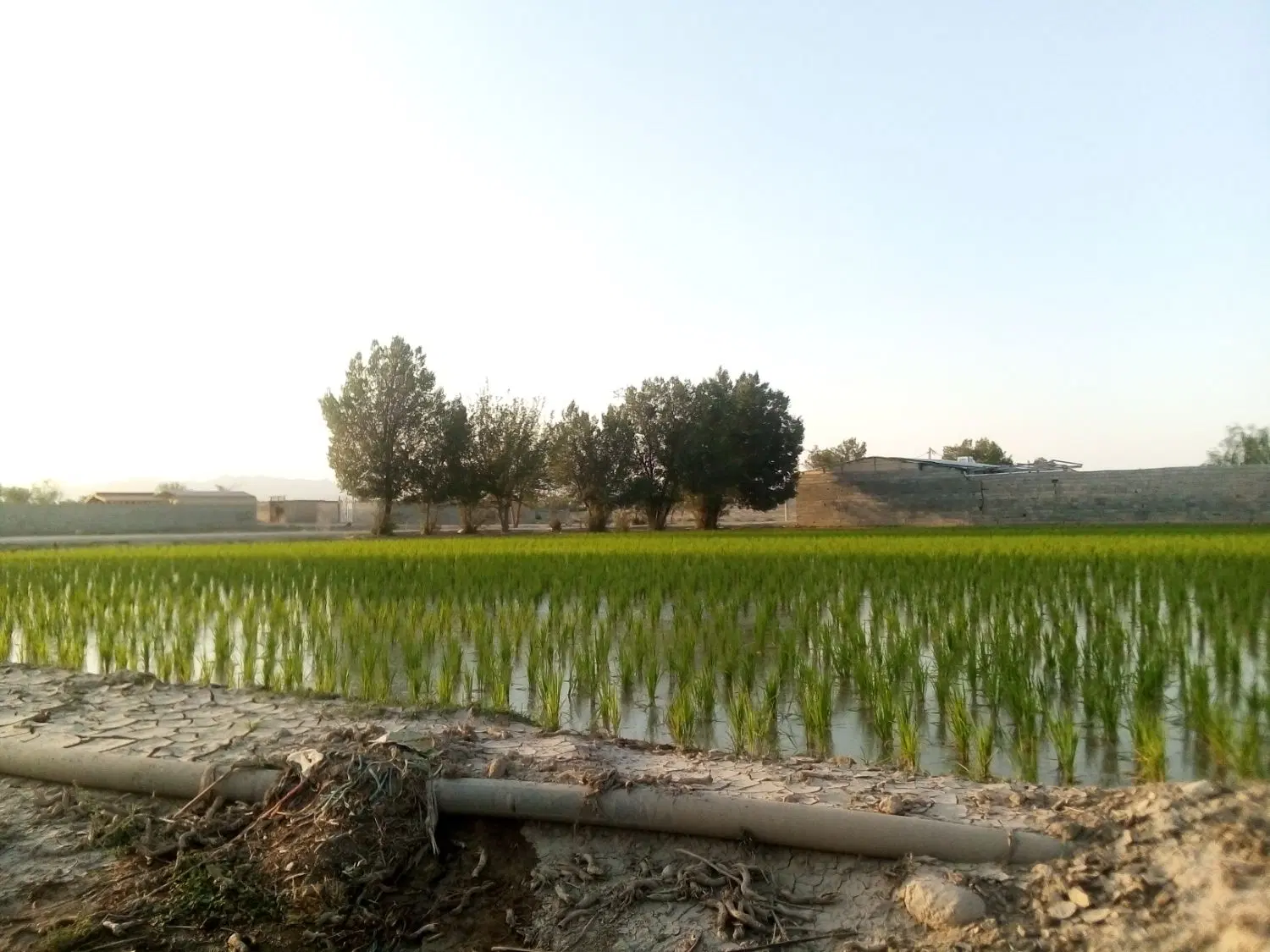 زمین کشاورزی باغی